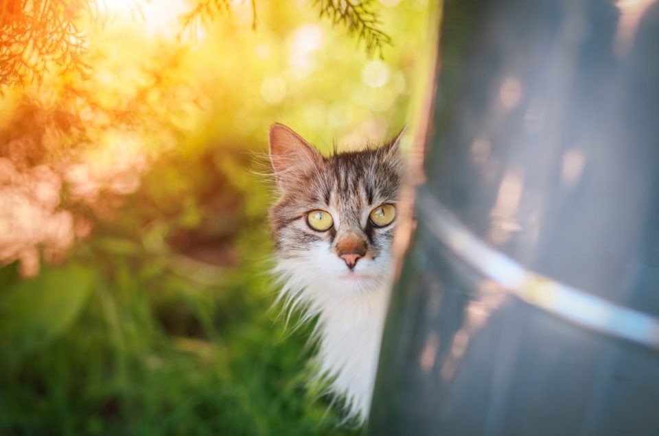 How Long Will A Cat Hide If Scared Outside & How To Find It