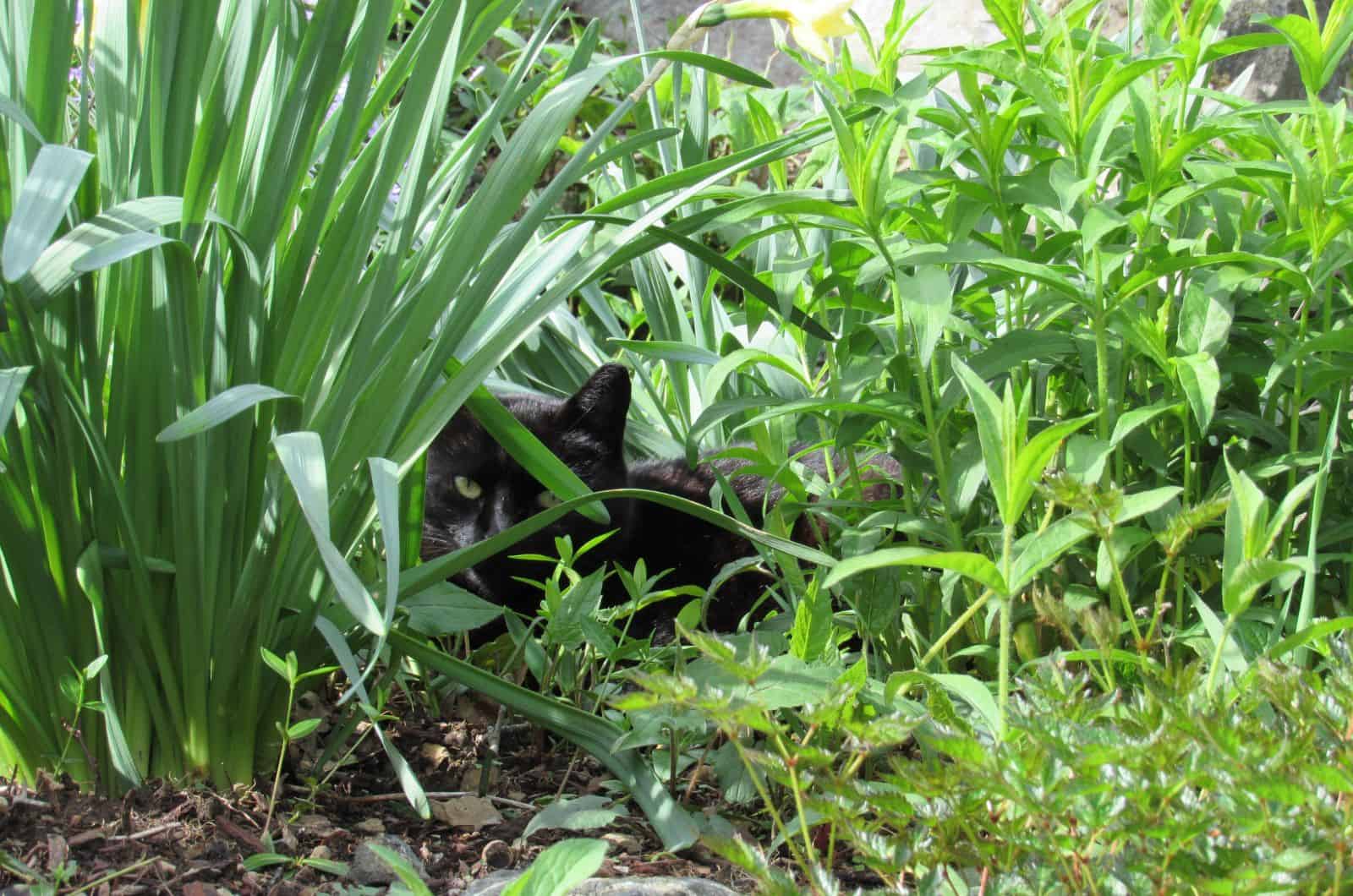 cat hiding in grass