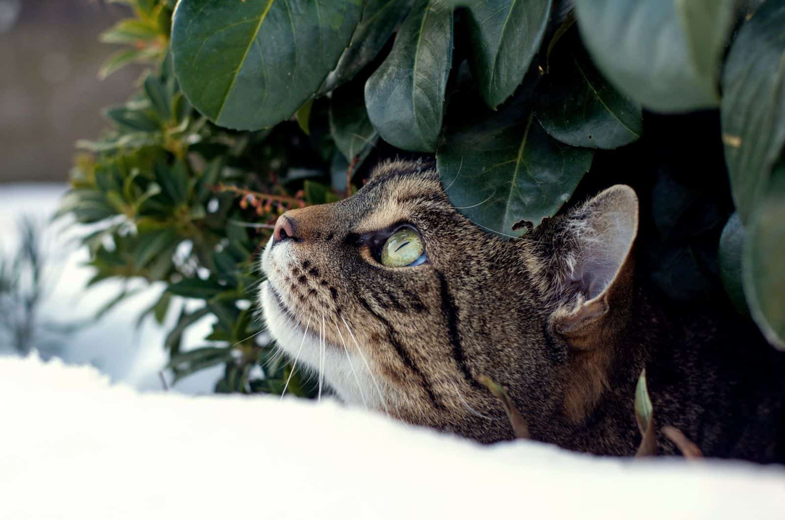 cat hiding in tree