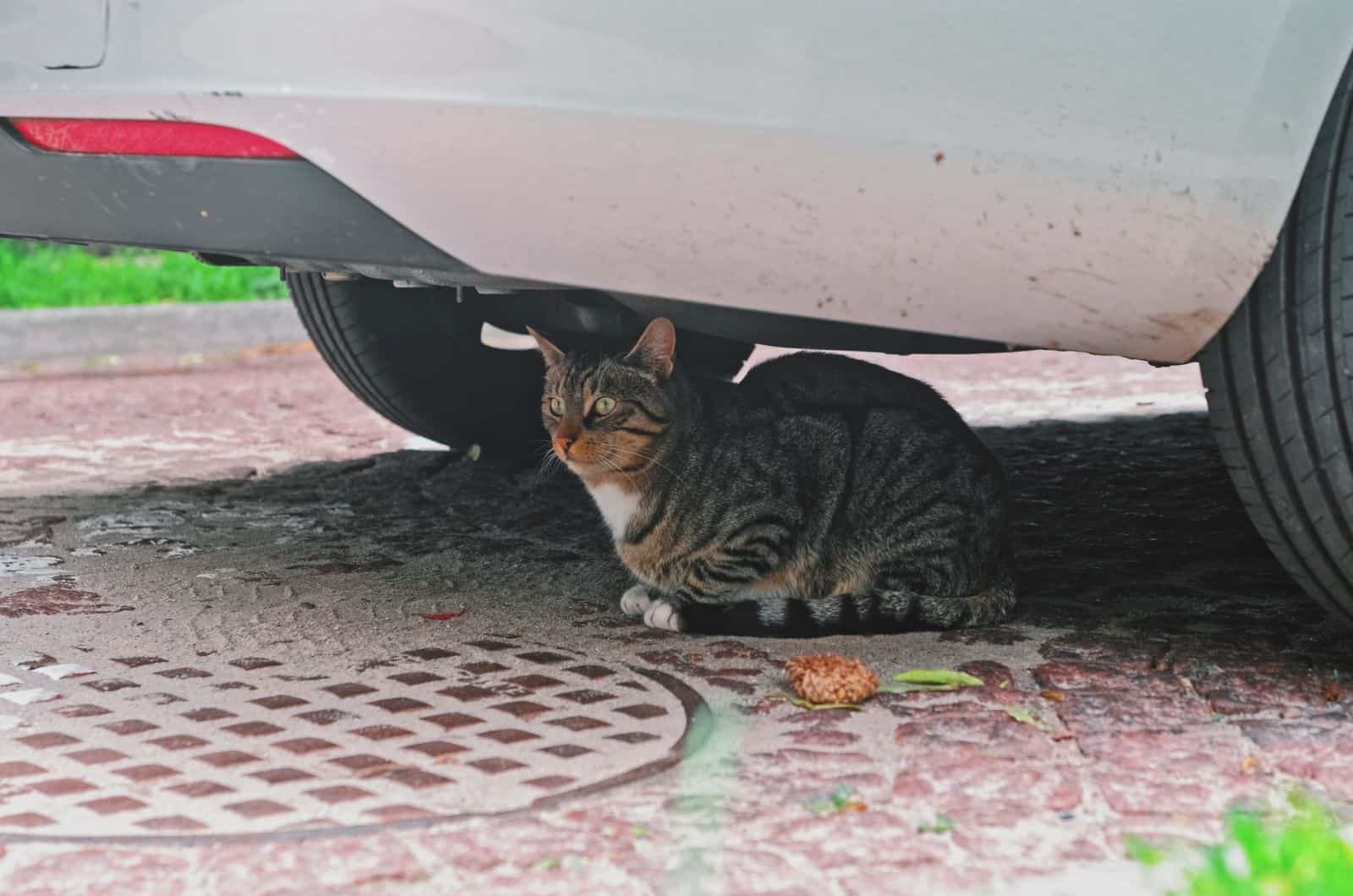 cat hiding under car