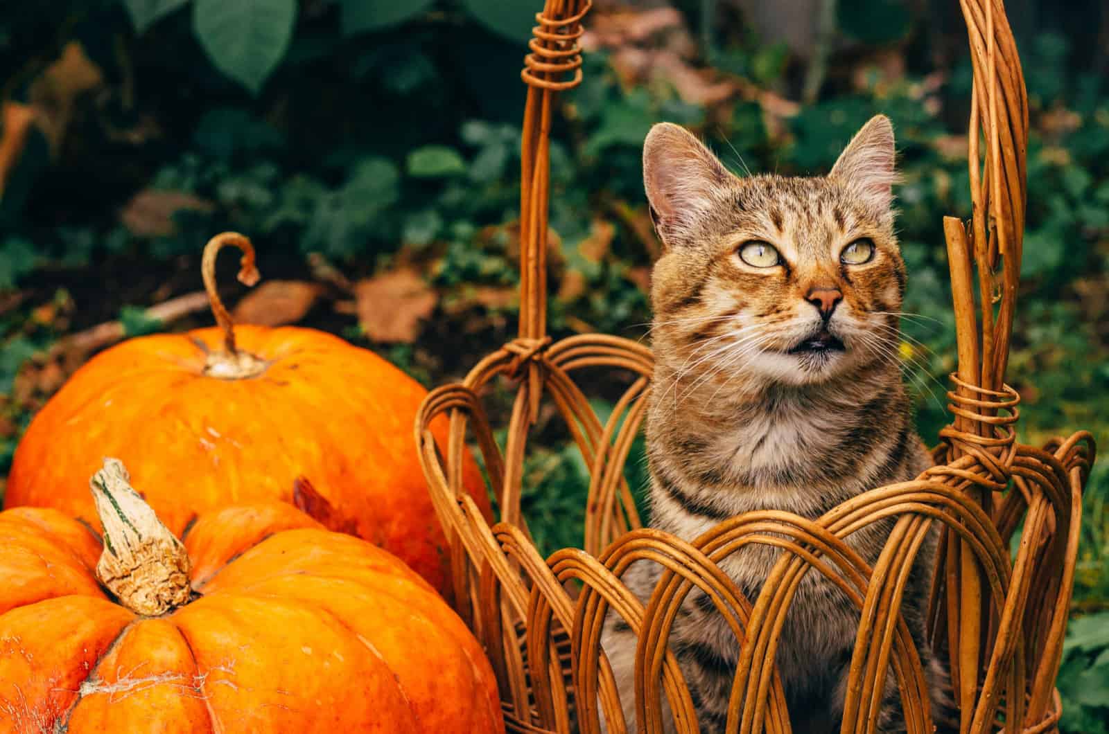 cat in a wicker basket next to pumpkins