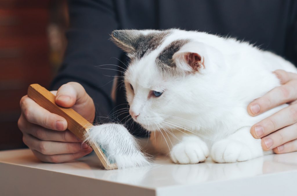 cat looking at a brush full of fur