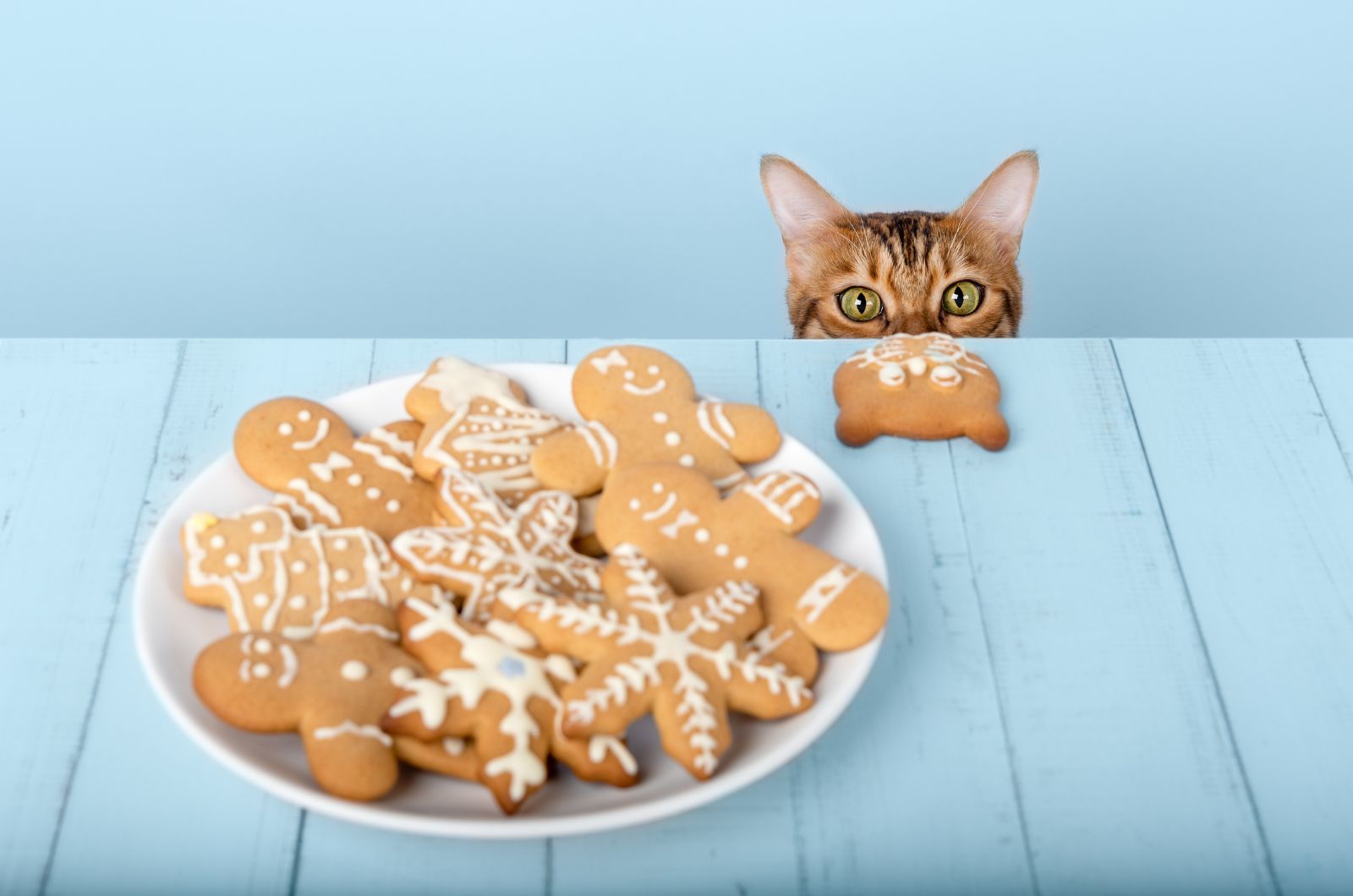 cat looking at gingerbread treats