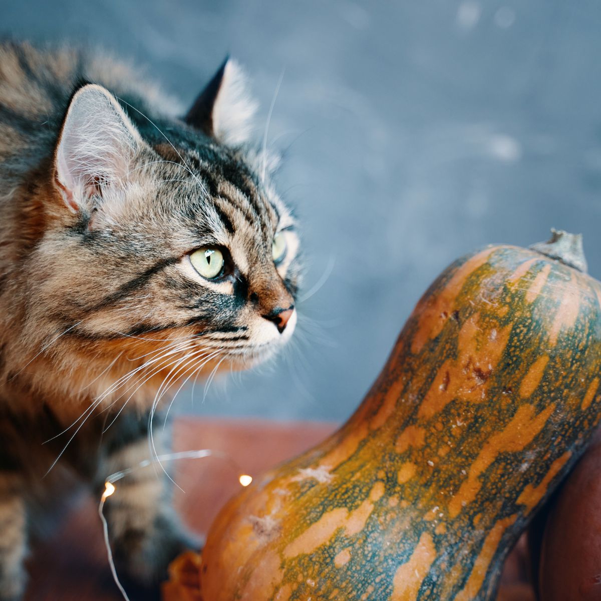 cat looking at pumpkin