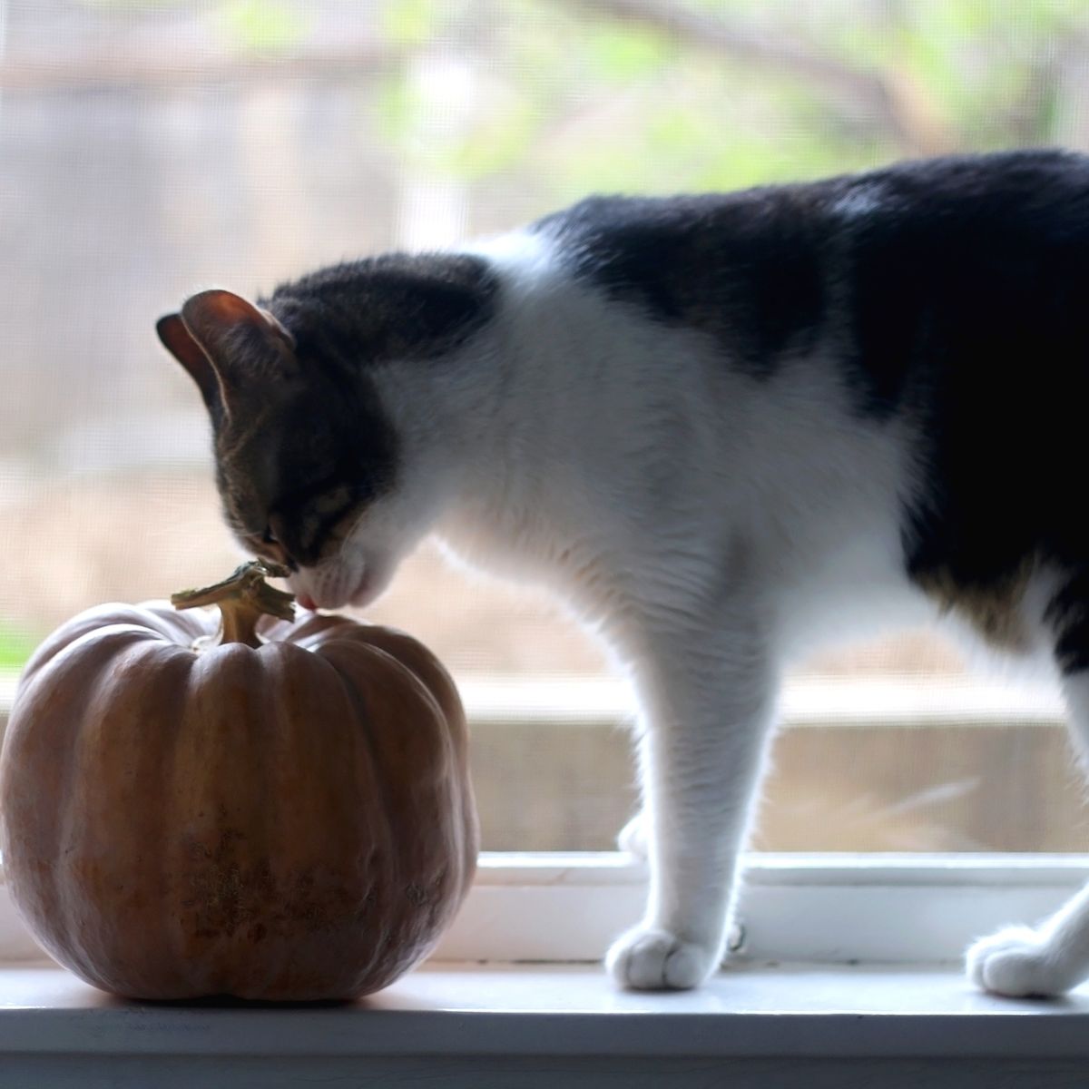 cat next to pumpkin