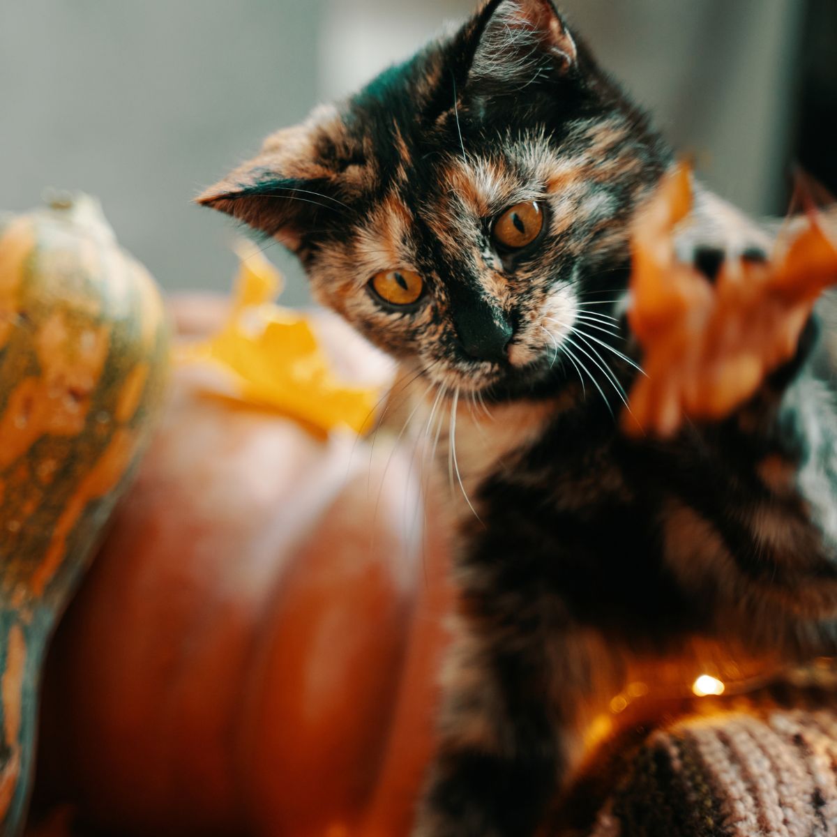 cat pawing at pumpkins