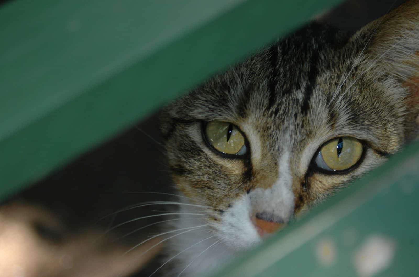 cat hiding under car