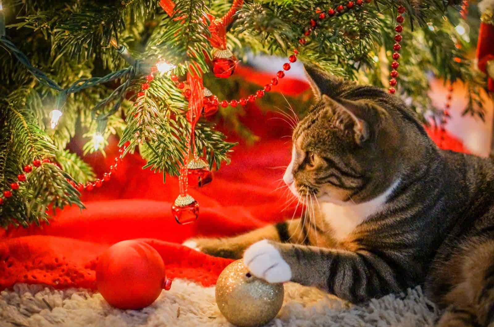 Cat-Friendly Christmas Trees For The Upcoming Holiday Season