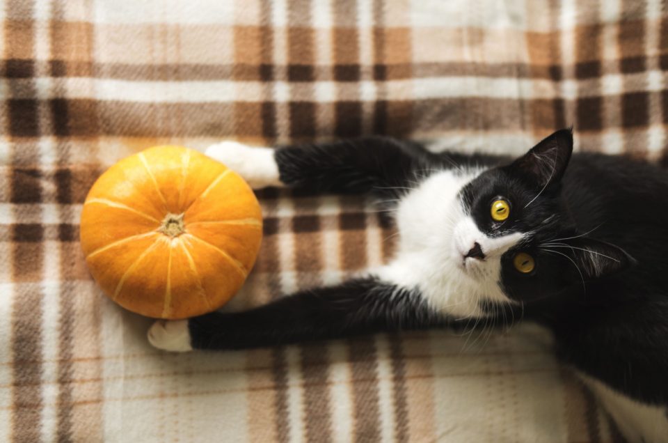 List Of Best Pumpkin Cat Treats In 2023 (+ Homemade Recipes)
