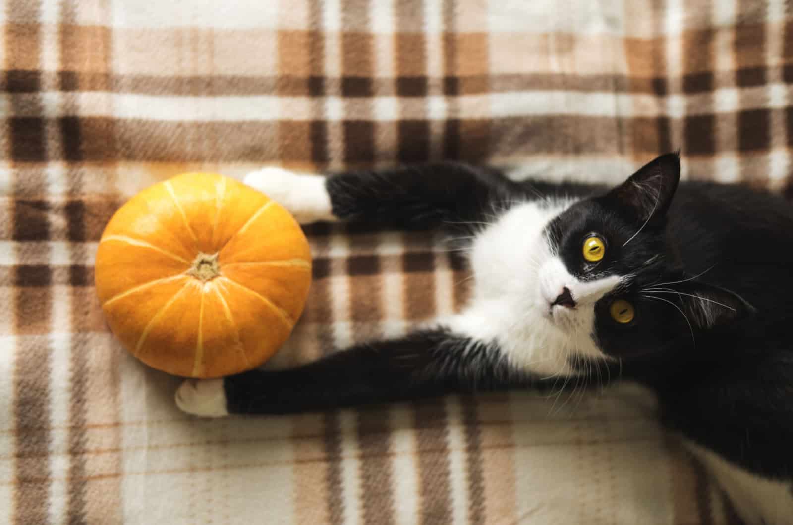 cat playing with pumpkin