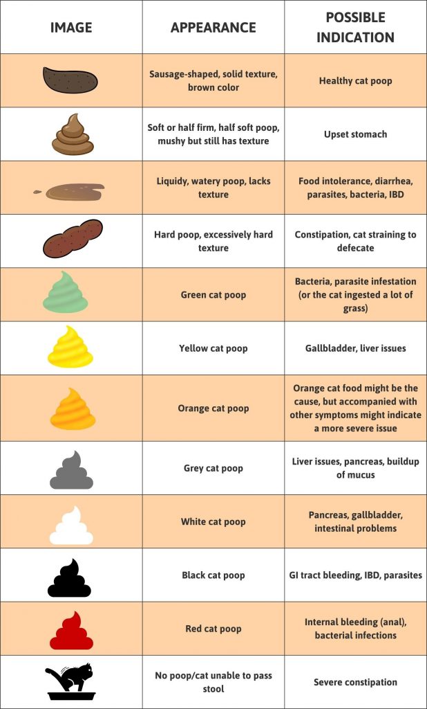 Importance Of Cat Poop Color Chart Understanding Felines