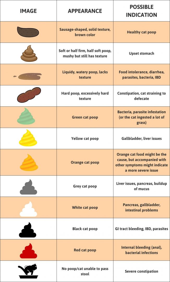 importance-of-cat-poop-color-chart-understanding-felines