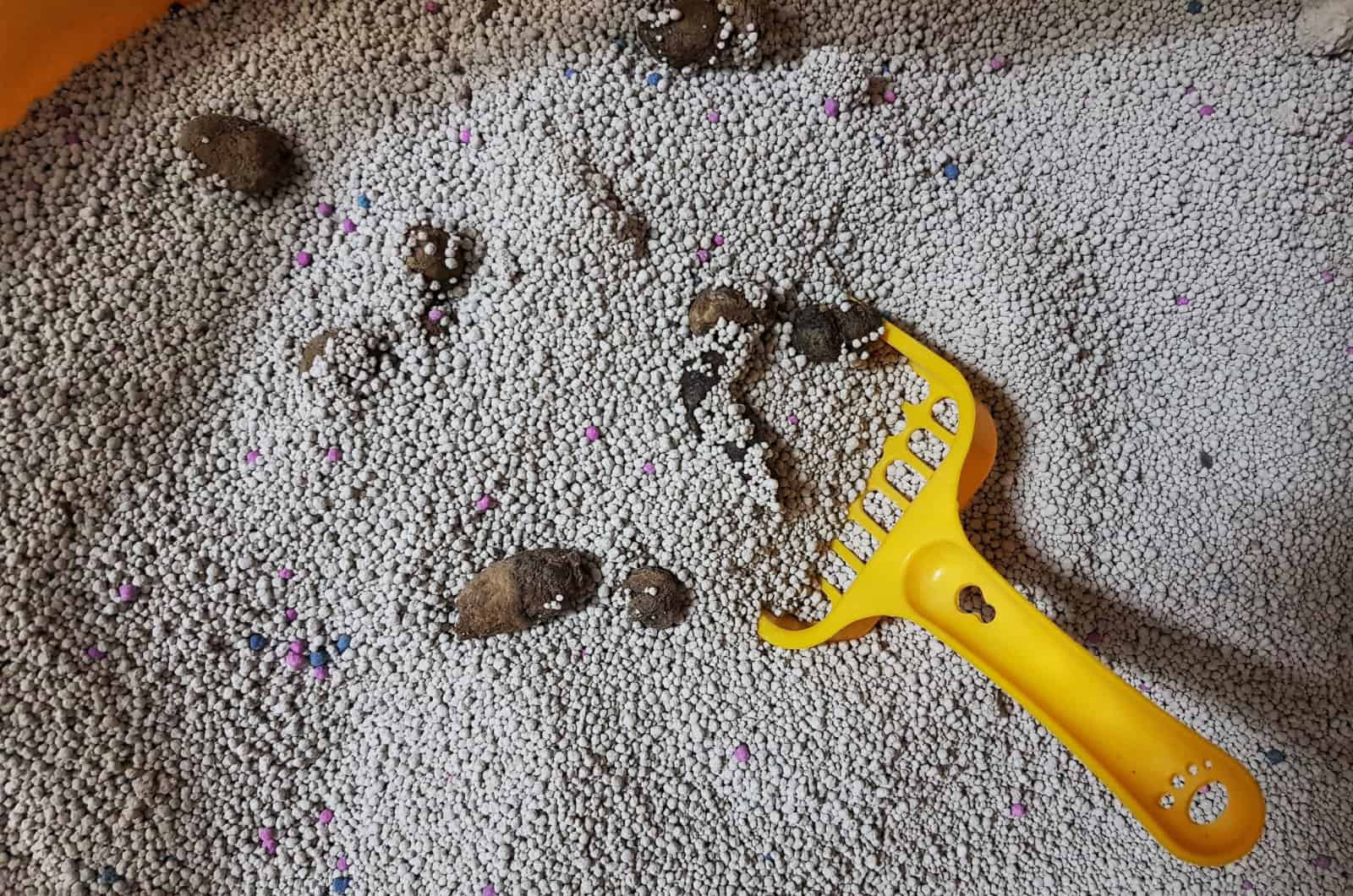 cat poop in a litter box