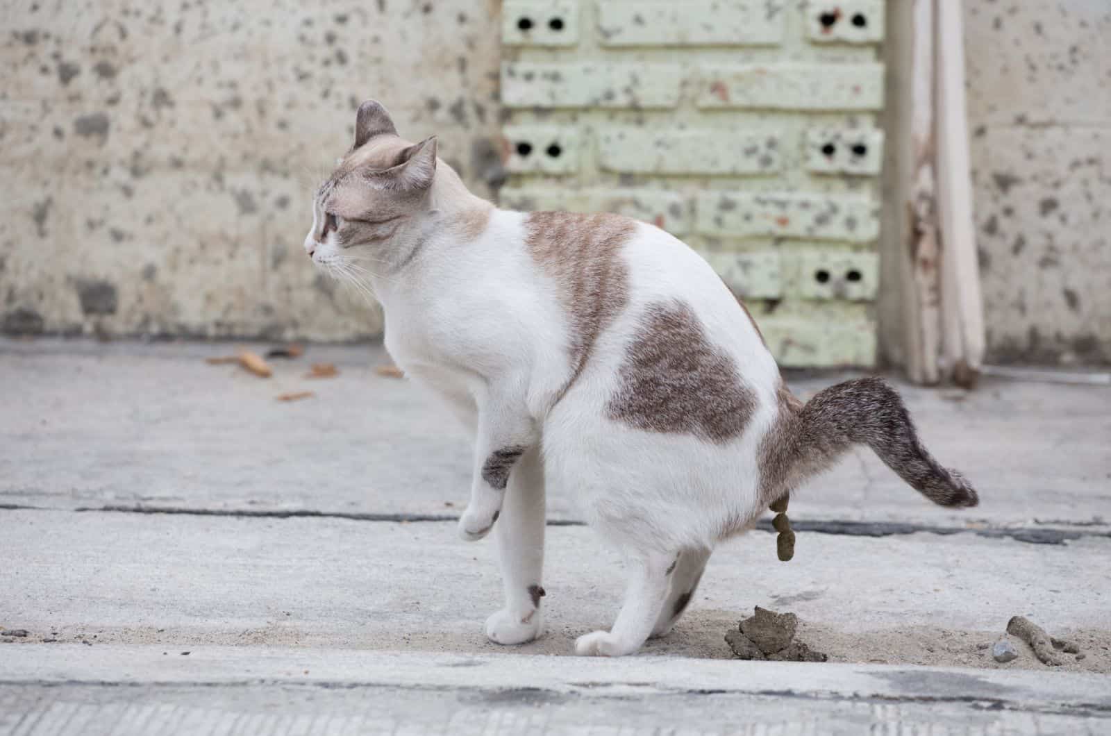 cat pooping outside