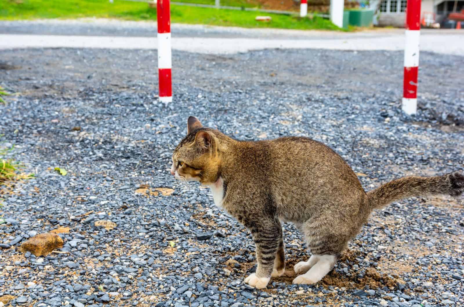 cat pooping outside in park