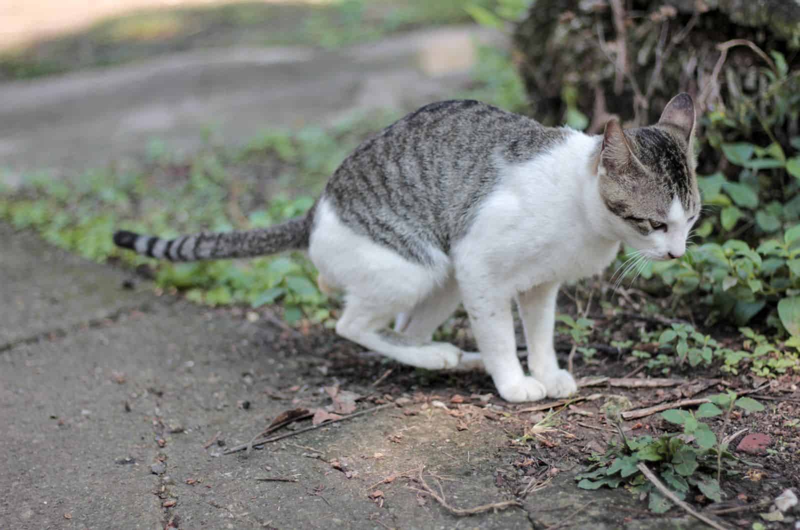 cat-poop-light-brown-in-color-is-it-bad-or-good