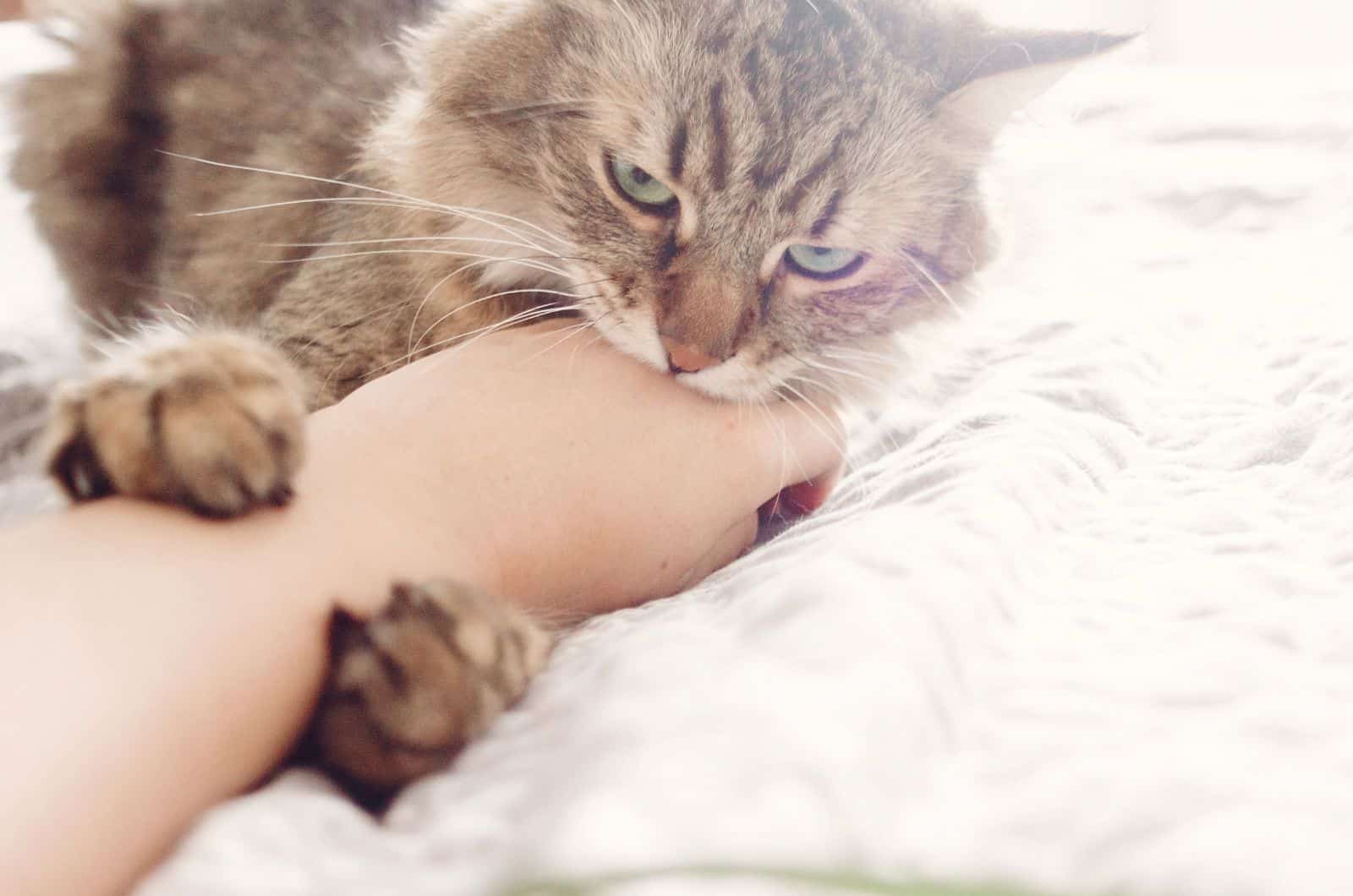 cat purring while biting hand