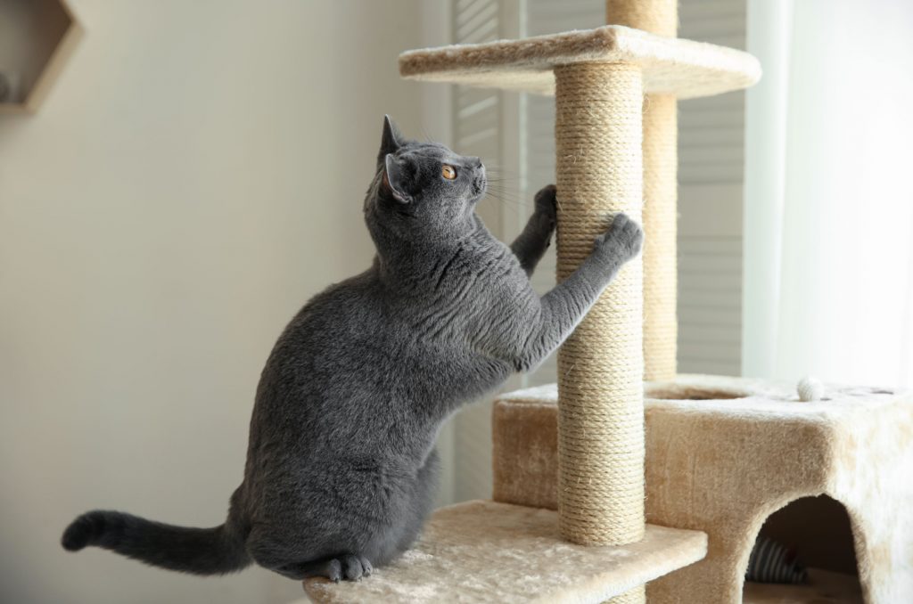 cat scratching the cat tree