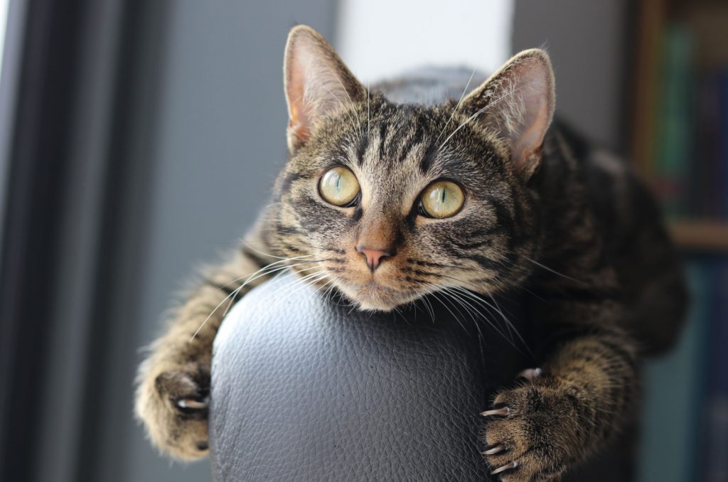 cat scratching the sofa with overgrown claws