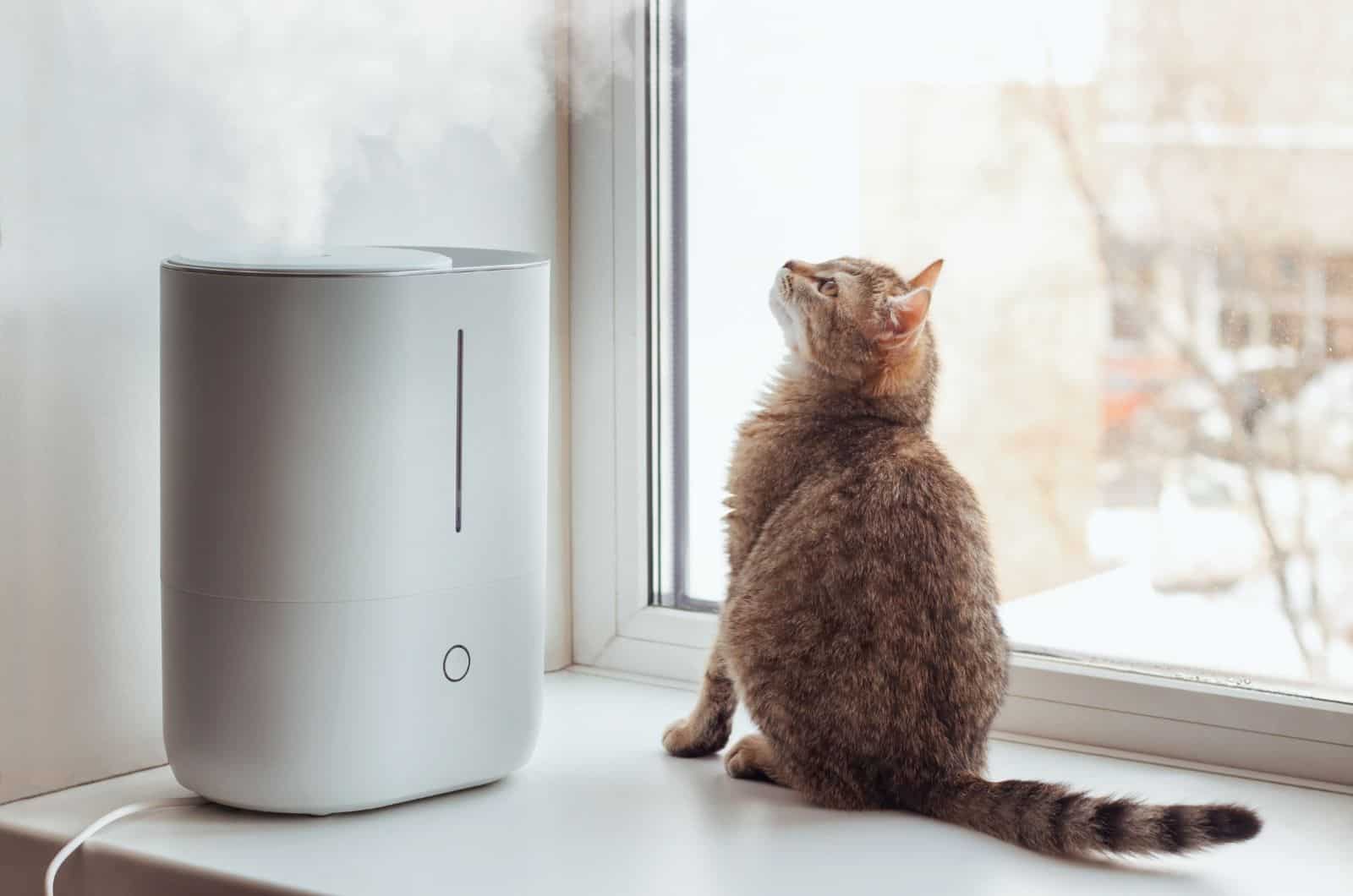 cat sitting by Diffuser