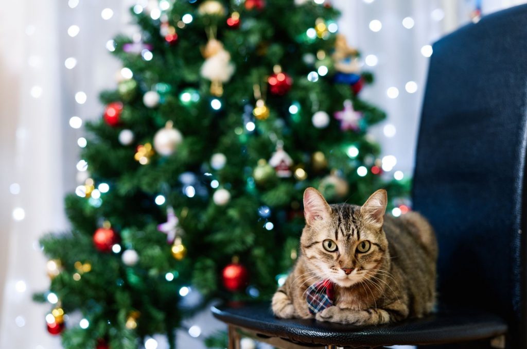 cat sitting on table by Christmas Tree