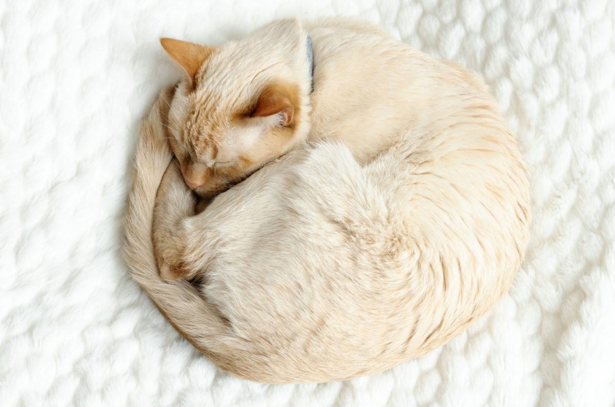 Do Cats Sleep More In Winter? 10 Tips On Cheering Up Your Cat