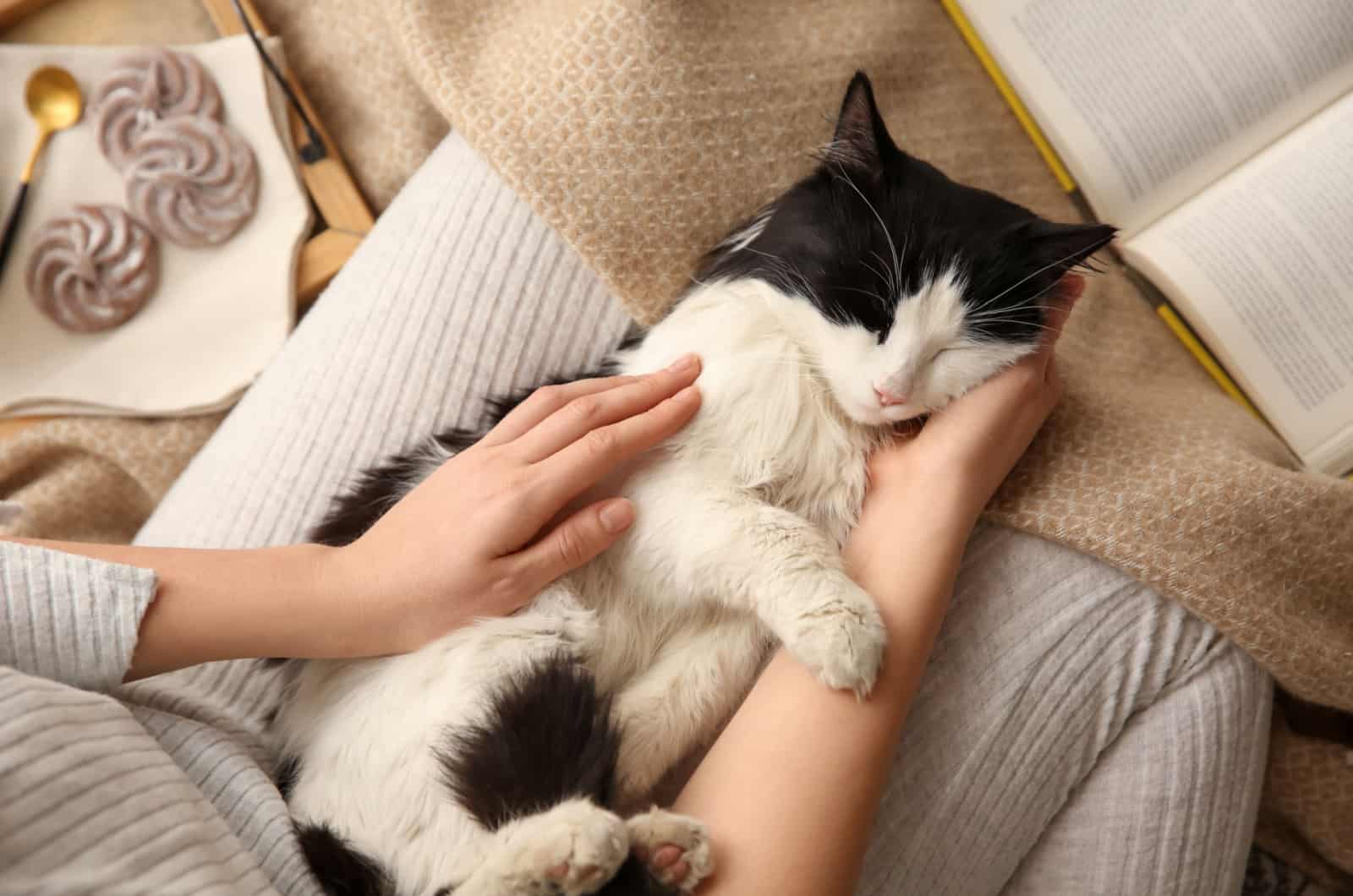 cat sleeping in woman's lap