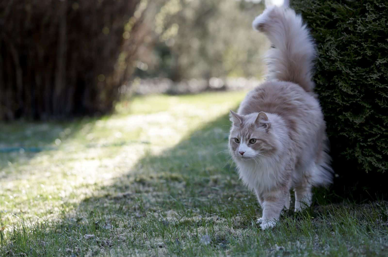 cat spraying bush