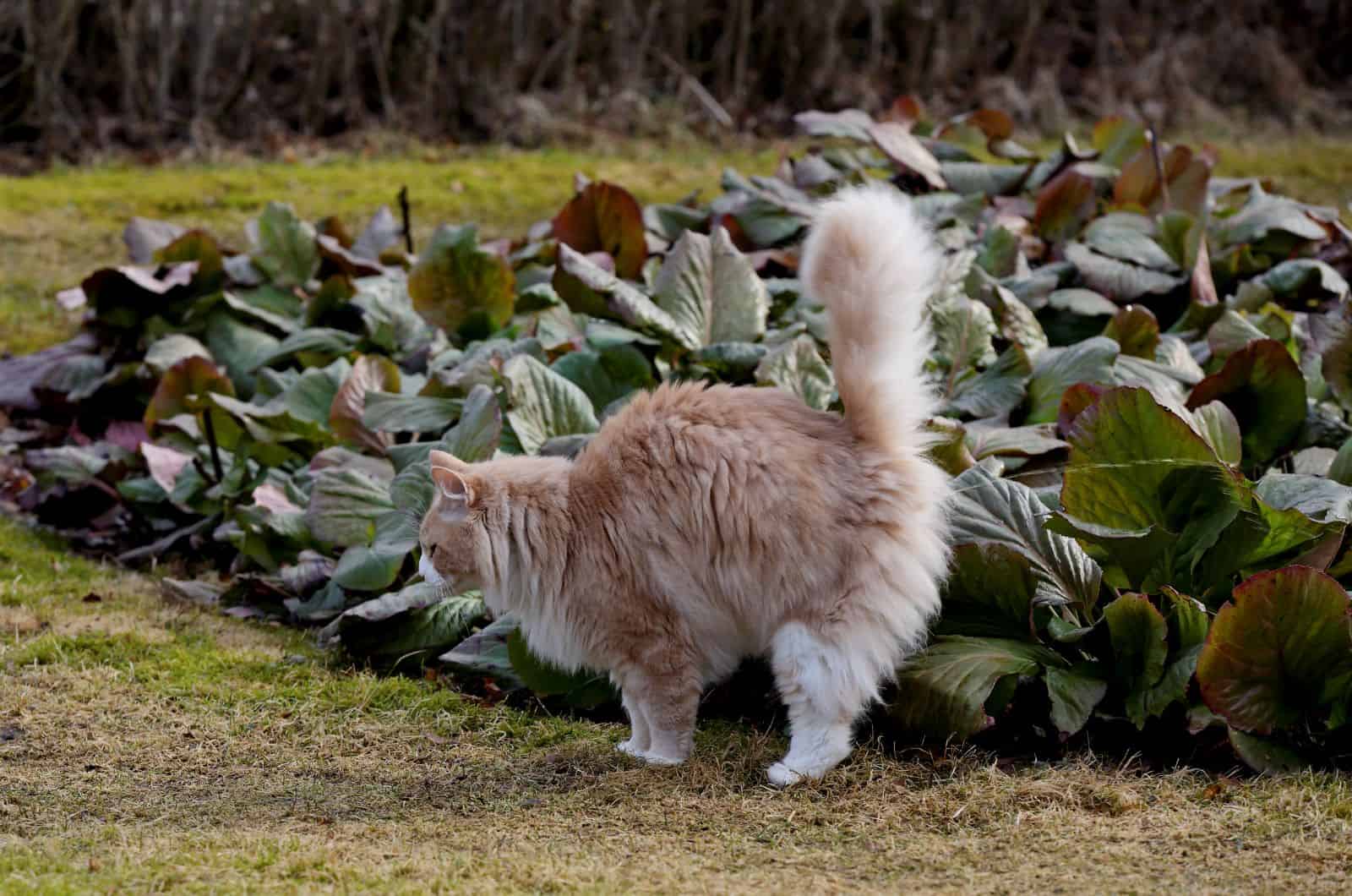 cat spraying outside by garden