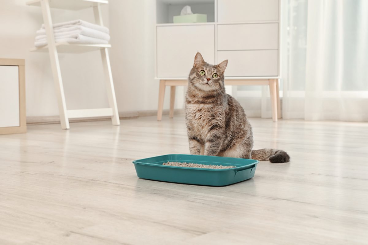 What Does Grey Cat Poop Color Mean And Should You Worry?