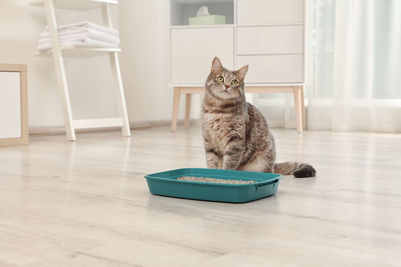 cat standing next to a litter box