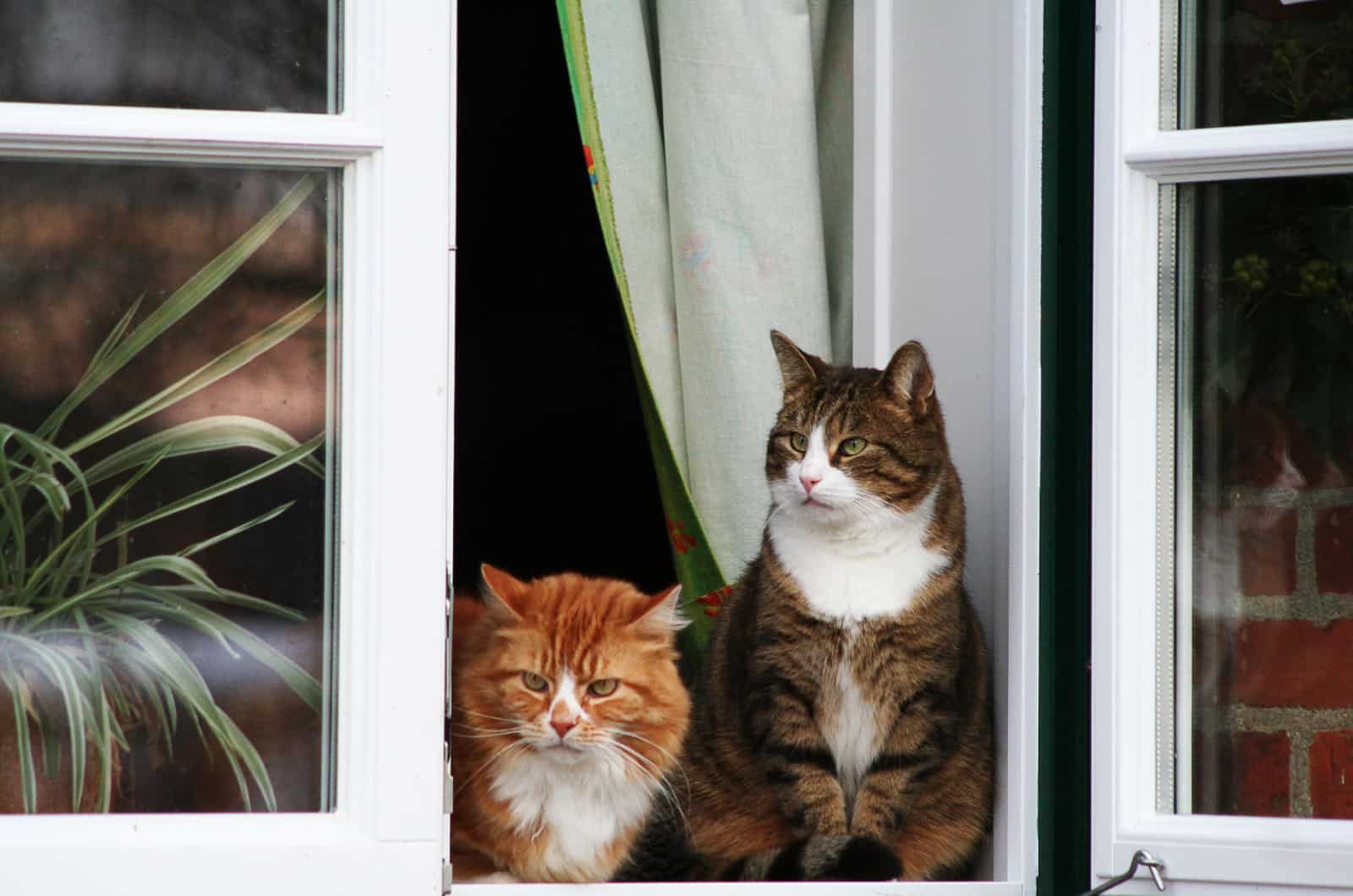 cat standing outside the window