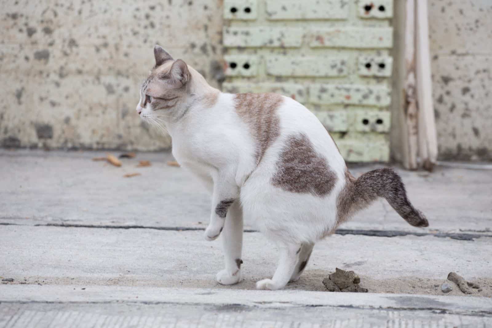 cat taking a dump
