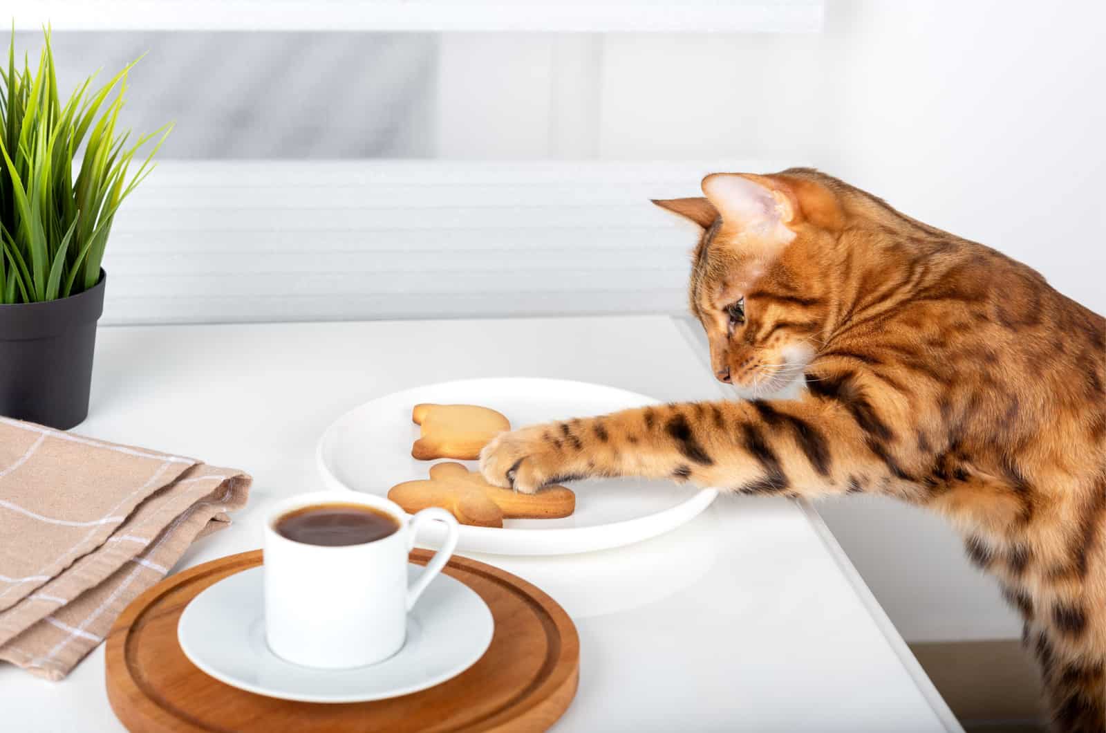 cat touching gingerbread