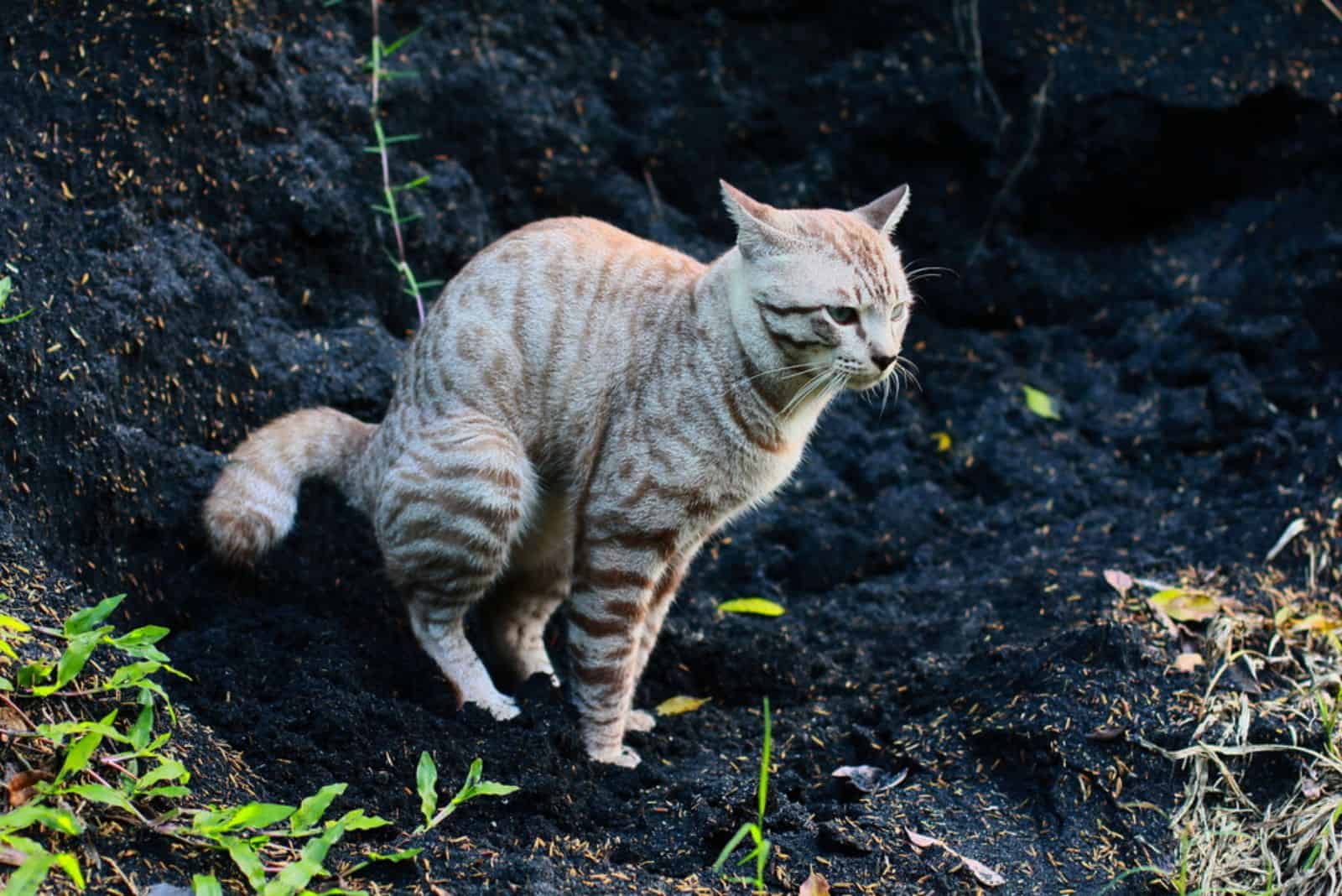 cat trying to poop outdoor