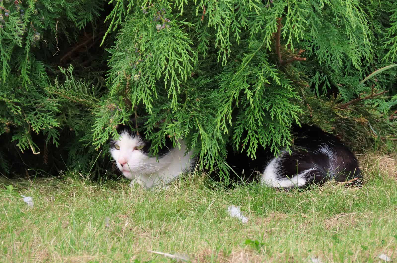 cat under tree