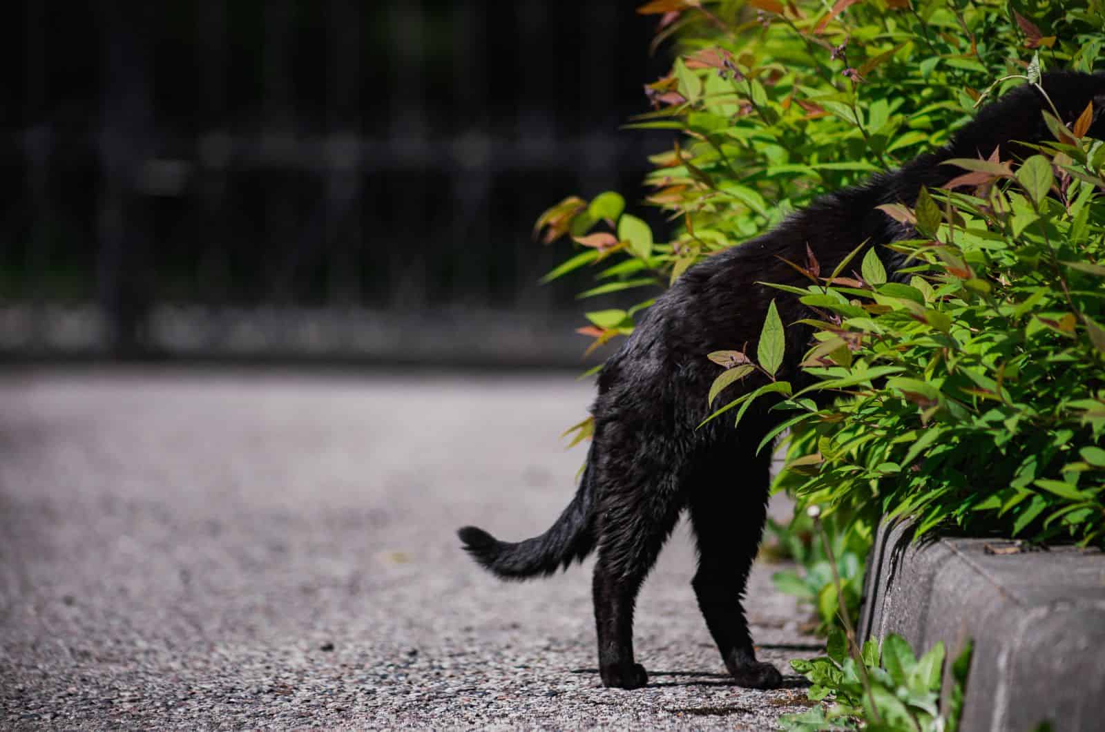 cat walking into plant