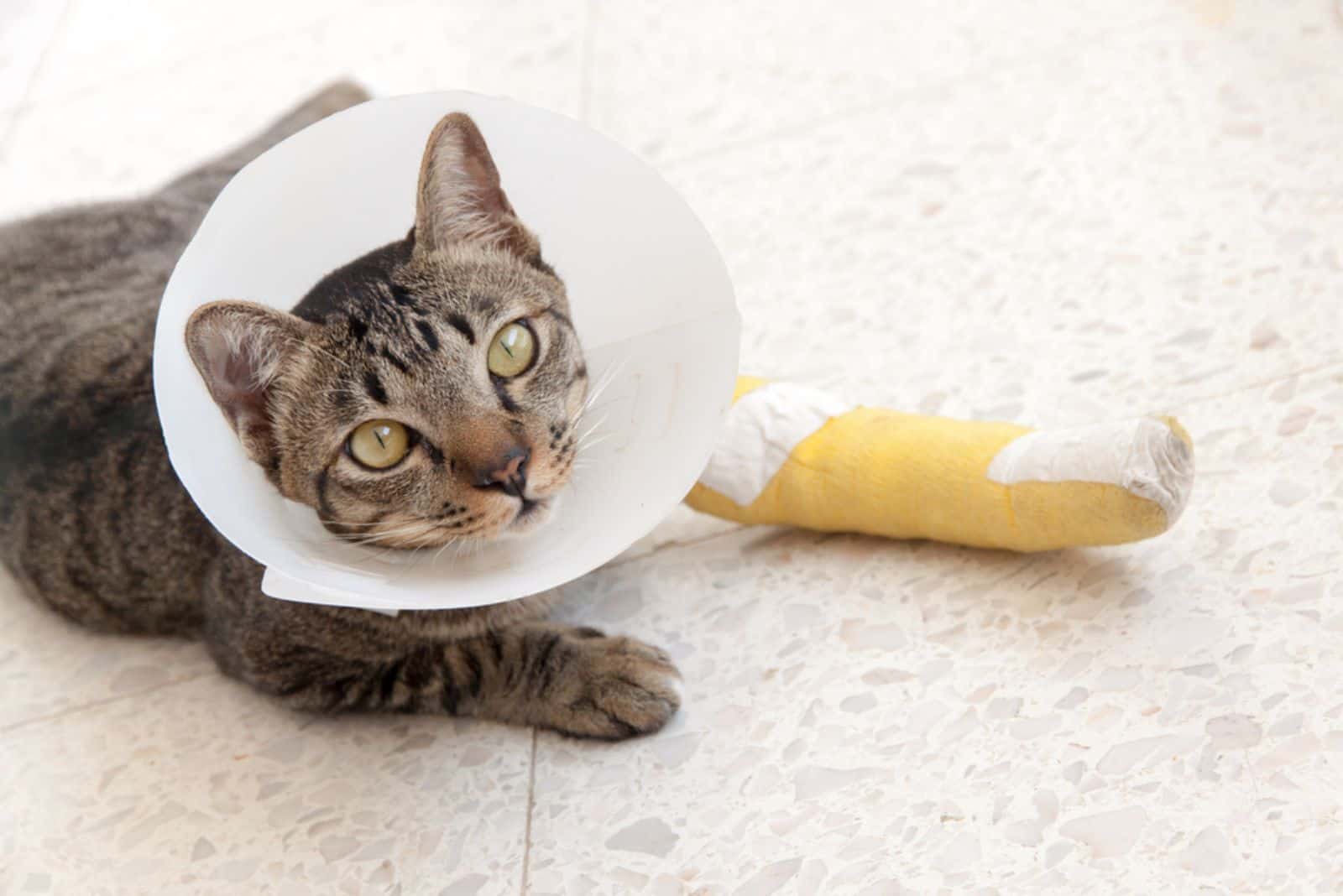 cat wearing an Elizabethan collar and Cat leg splint sleeping on the floor