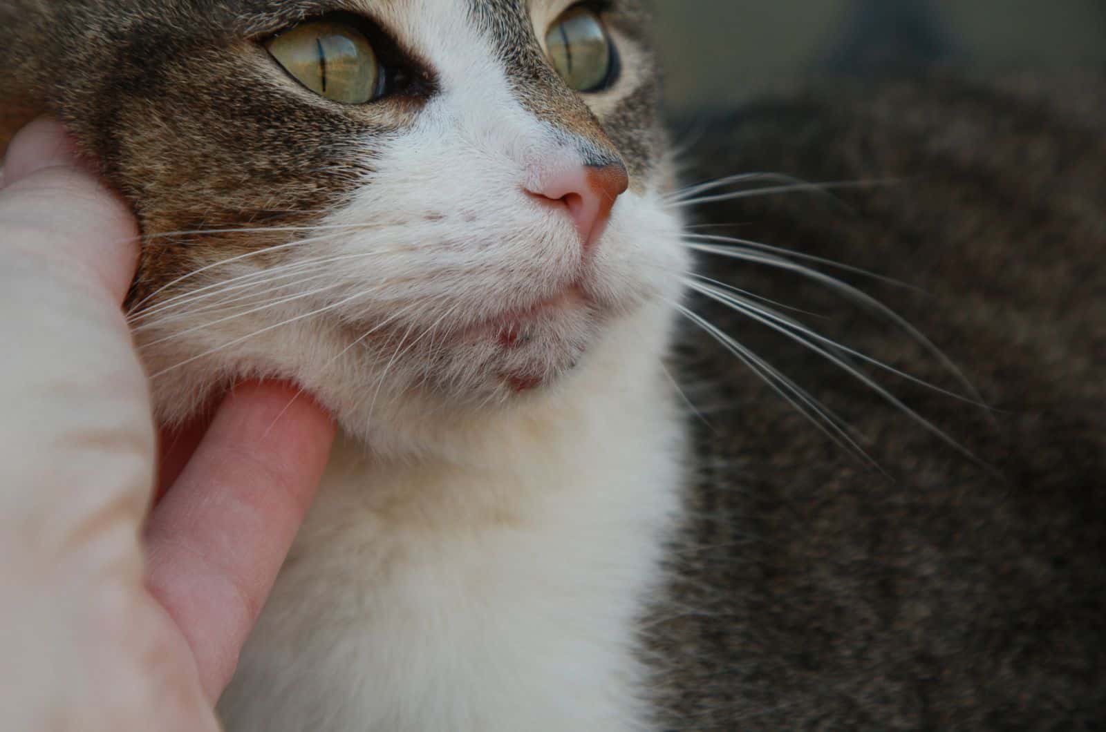 cat with acne on chin