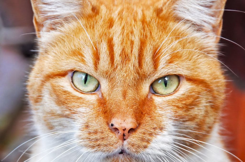 What Are Those Black Spots On Cat's Mouth Freckles Or Not?