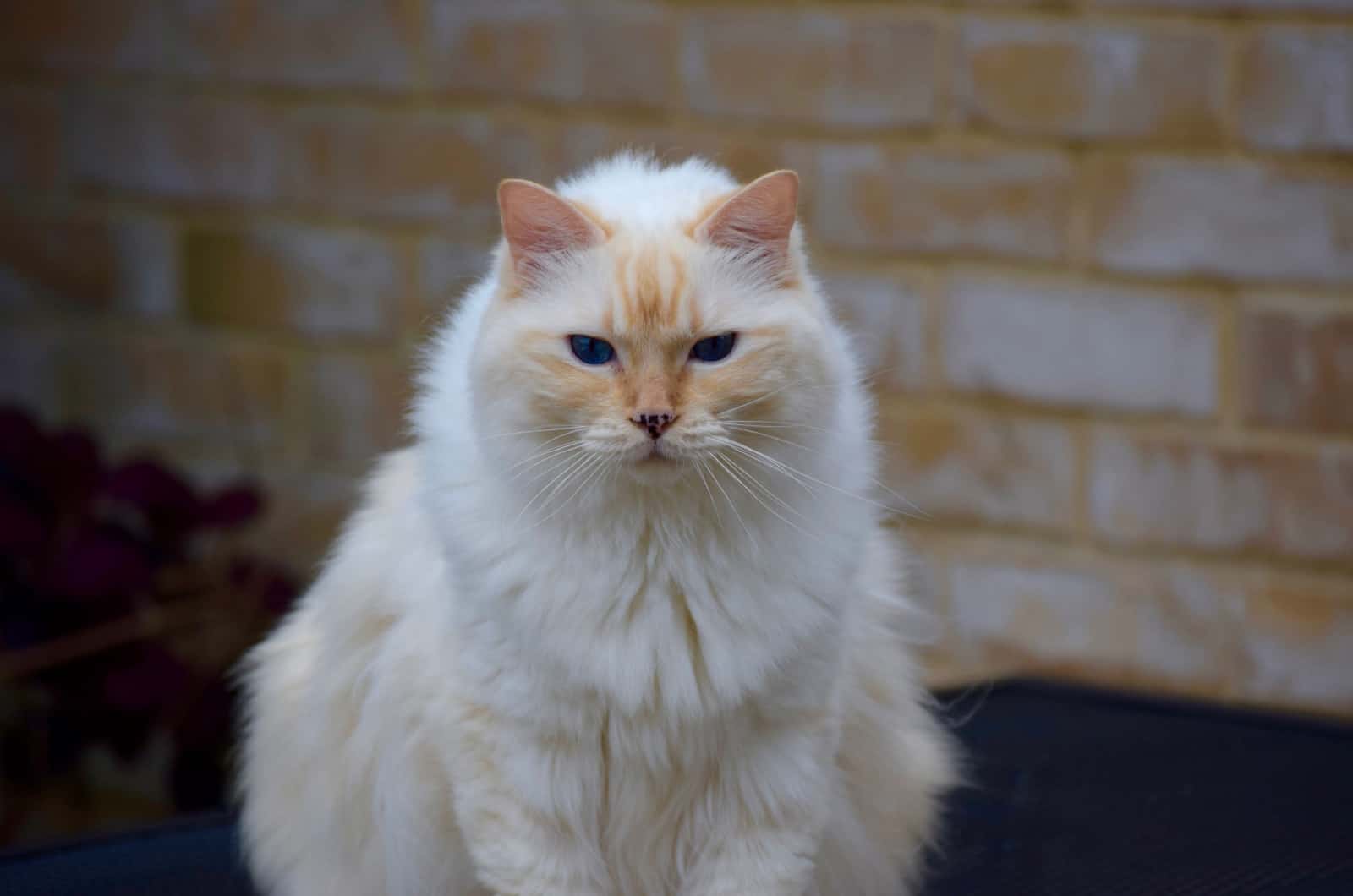 cat with freckles on nose