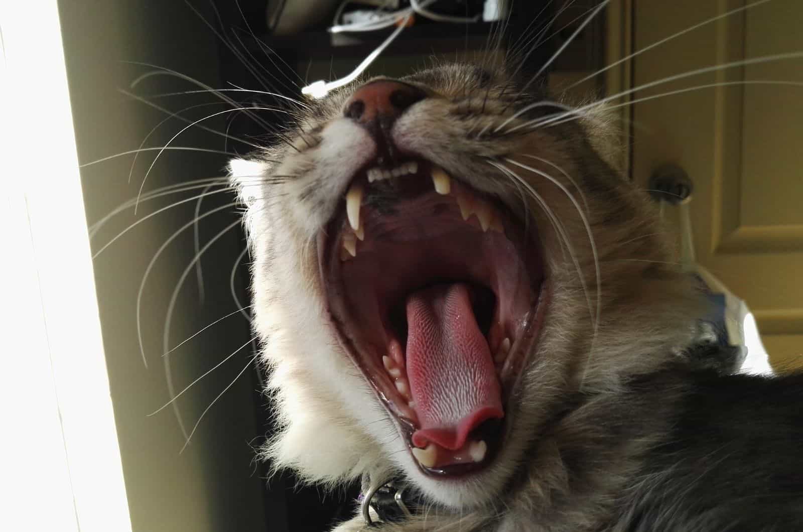 cat with open mouth
