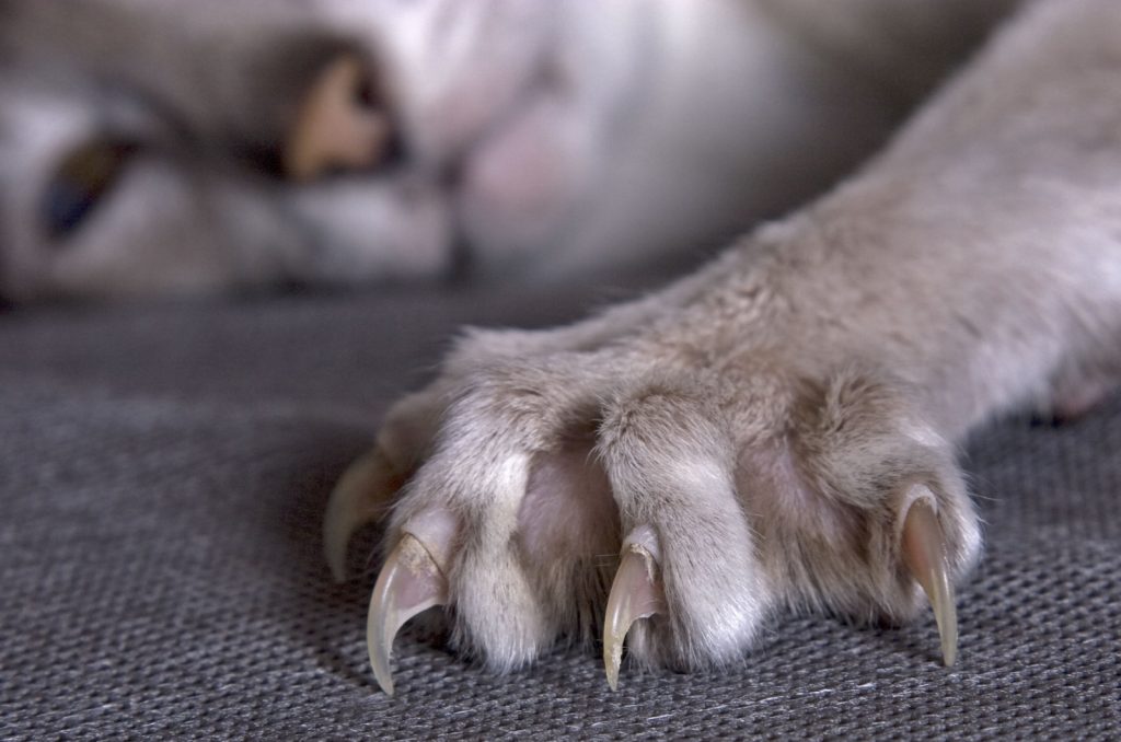 cat with overgrown claws