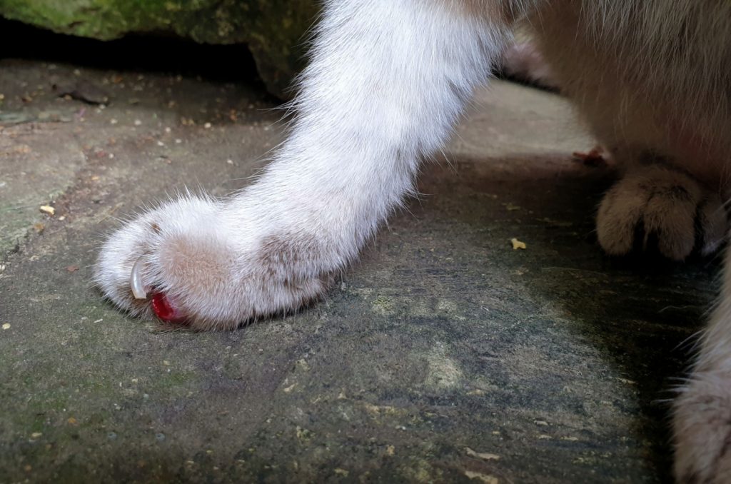 cat's wounded claw