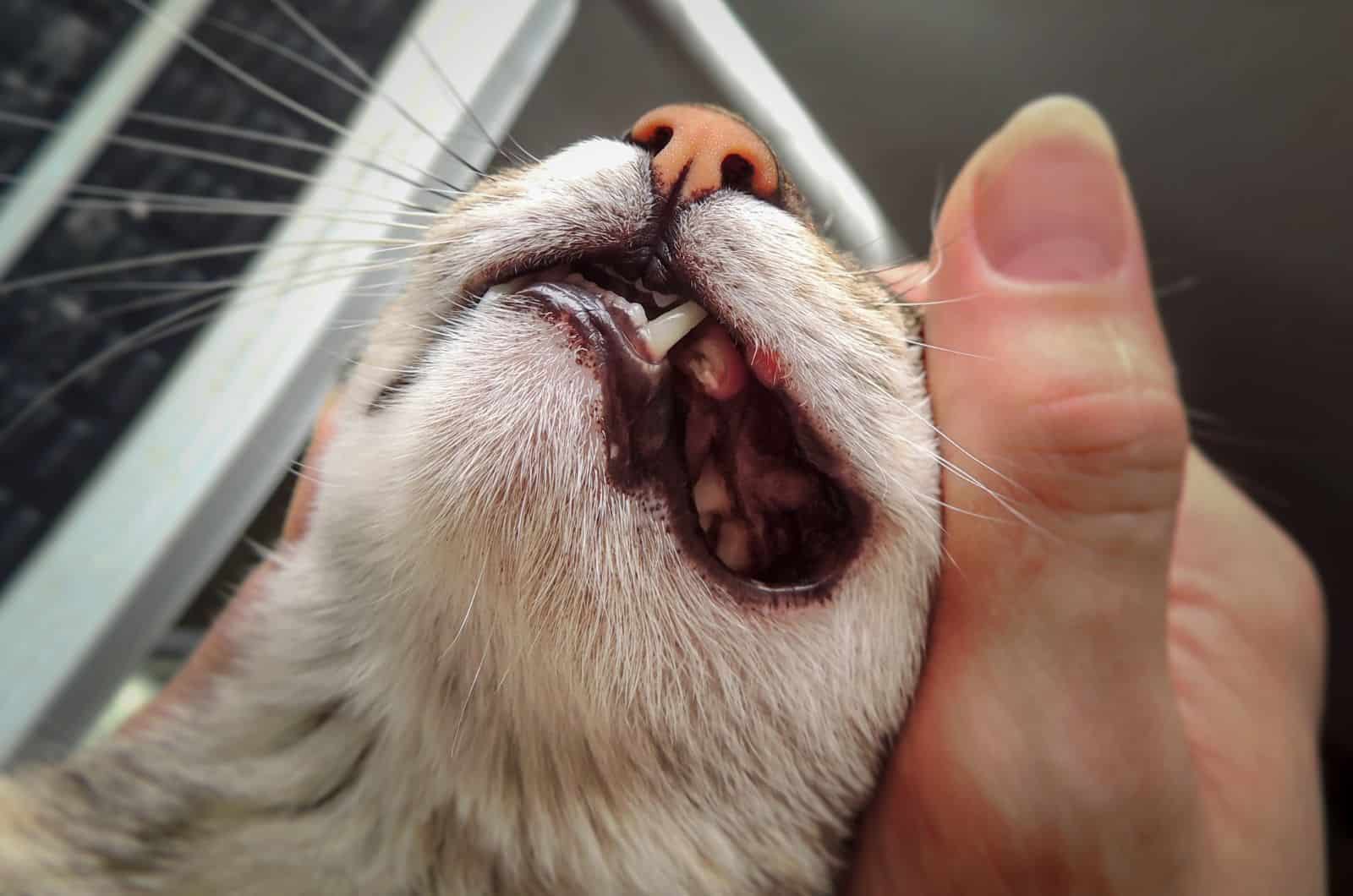 close shot of Cat’s Broken Tooth