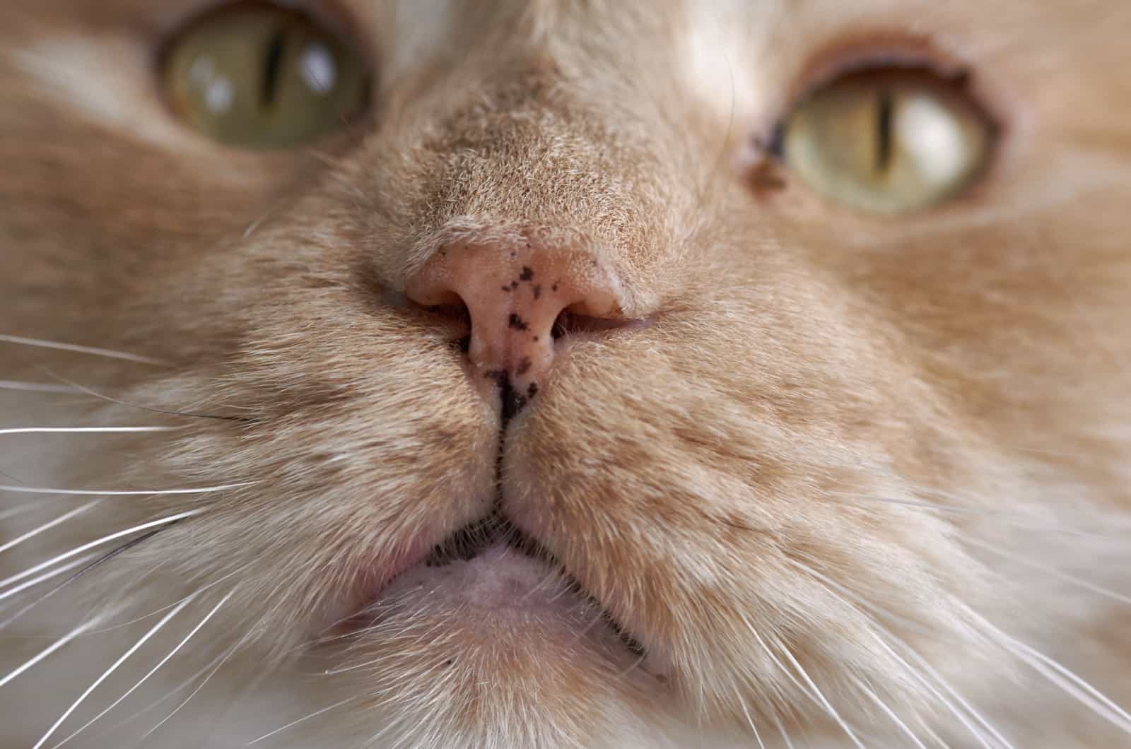 close-up of a maine coon with lentigo