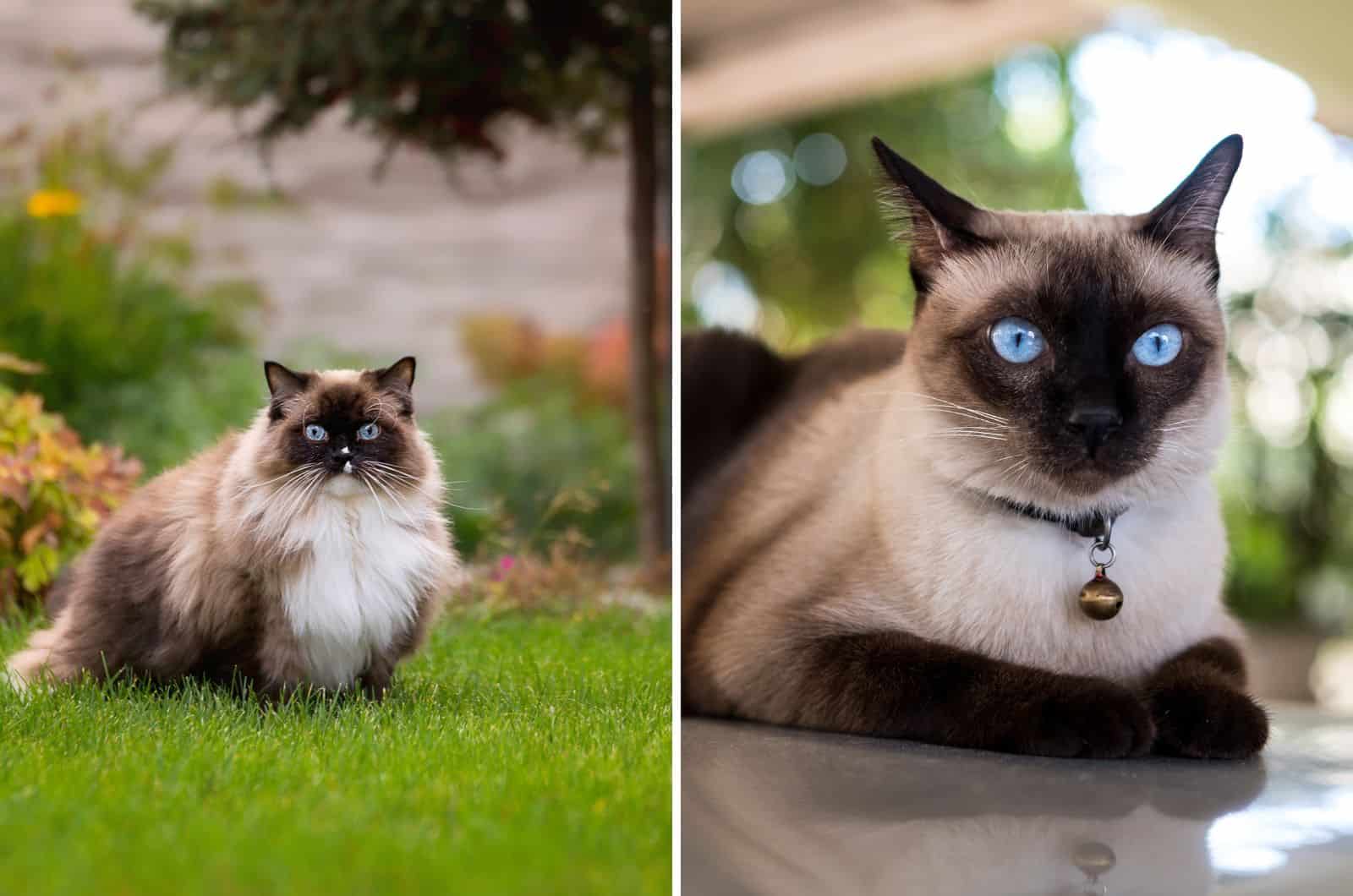 comparing ragdoll vs Siamese cat side by side
