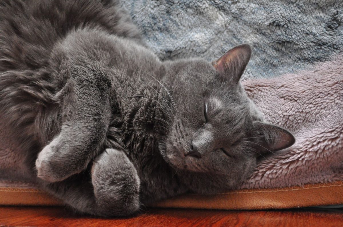 300+ Russian Blue Cat Names You’ll Absolutely Adore