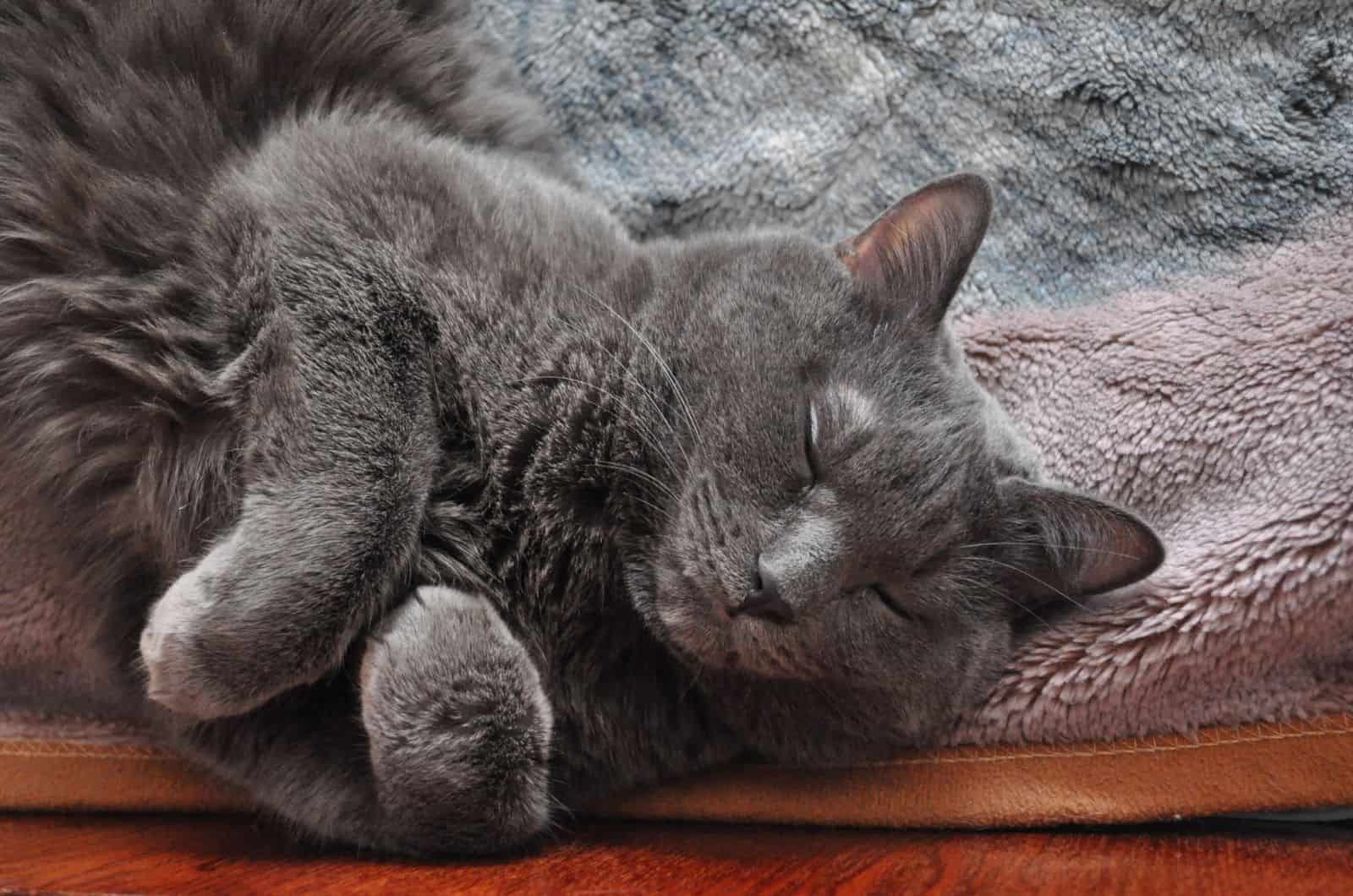 cozy Russian Blue Cat sleeping on bed