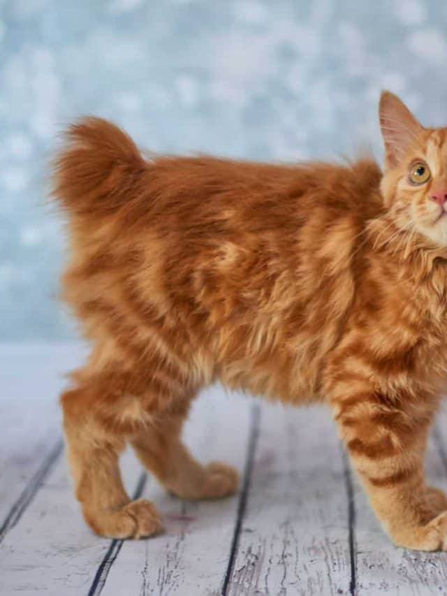 Cat Breed With No Tail – The Manx Cat + Other Tailless Cats